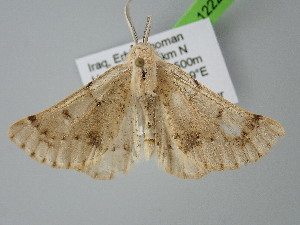  ( - BC_ZSM_Lep_122223)  @11 [ ] by-nc-sa (2025) SNSB, Staatliche Naturwissenschaftliche Sammlungen Bayerns ZSM (SNSB, Zoologische Staatssammlung Muenchen)