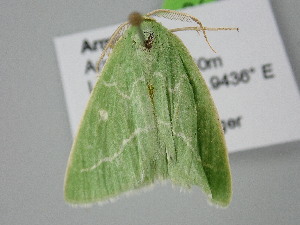  ( - BC_ZSM_Lep_122224)  @11 [ ] by-nc-sa (2025) SNSB, Staatliche Naturwissenschaftliche Sammlungen Bayerns ZSM (SNSB, Zoologische Staatssammlung Muenchen)