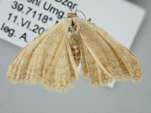  ( - BC_ZSM_Lep_122244)  @11 [ ] by-nc-sa (2025) SNSB, Staatliche Naturwissenschaftliche Sammlungen Bayerns ZSM (SNSB, Zoologische Staatssammlung Muenchen)