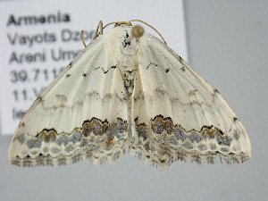  ( - BC_ZSM_Lep_122251)  @11 [ ] by-nc-sa (2025) SNSB, Staatliche Naturwissenschaftliche Sammlungen Bayerns ZSM (SNSB, Zoologische Staatssammlung Muenchen)