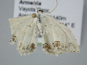  ( - BC_ZSM_Lep_122253)  @11 [ ] by-nc-sa (2025) SNSB, Staatliche Naturwissenschaftliche Sammlungen Bayerns ZSM (SNSB, Zoologische Staatssammlung Muenchen)