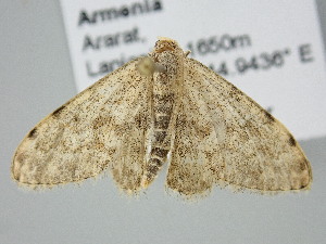  ( - BC_ZSM_Lep_122255)  @11 [ ] by-nc-sa (2025) SNSB, Staatliche Naturwissenschaftliche Sammlungen Bayerns ZSM (SNSB, Zoologische Staatssammlung Muenchen)