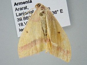  ( - BC_ZSM_Lep_122258)  @11 [ ] by-nc-sa (2025) SNSB, Staatliche Naturwissenschaftliche Sammlungen Bayerns ZSM (SNSB, Zoologische Staatssammlung Muenchen)