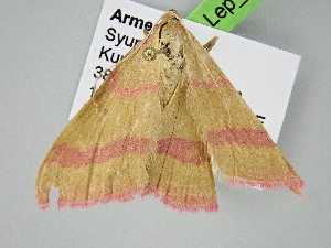  ( - BC_ZSM_Lep_122259)  @11 [ ] by-nc-sa (2025) SNSB, Staatliche Naturwissenschaftliche Sammlungen Bayerns ZSM (SNSB, Zoologische Staatssammlung Muenchen)