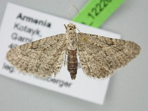  ( - BC_ZSM_Lep_122265)  @11 [ ] by-nc-sa (2025) SNSB, Staatliche Naturwissenschaftliche Sammlungen Bayerns ZSM (SNSB, Zoologische Staatssammlung Muenchen)