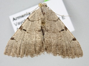  ( - BC_ZSM_Lep_122284)  @11 [ ] by-nc-sa (2025) SNSB, Staatliche Naturwissenschaftliche Sammlungen Bayerns ZSM (SNSB, Zoologische Staatssammlung Muenchen)