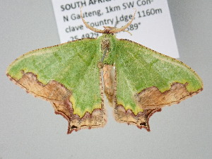  ( - BC_ZSM_Lep_122286)  @11 [ ] by-nc-sa (2025) SNSB, Staatliche Naturwissenschaftliche Sammlungen Bayerns ZSM (SNSB, Zoologische Staatssammlung Muenchen)