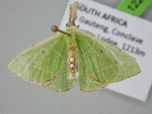  ( - BC_ZSM_Lep_122307)  @11 [ ] by-nc-sa (2025) SNSB, Staatliche Naturwissenschaftliche Sammlungen Bayerns ZSM (SNSB, Zoologische Staatssammlung Muenchen)