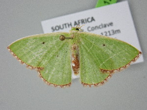  ( - BC_ZSM_Lep_122308)  @11 [ ] by-nc-sa (2025) SNSB, Staatliche Naturwissenschaftliche Sammlungen Bayerns ZSM (SNSB, Zoologische Staatssammlung Muenchen)