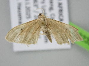  ( - BC_ZSM_Lep_122326)  @11 [ ] by-nc-sa (2025) SNSB, Staatliche Naturwissenschaftliche Sammlungen Bayerns ZSM (SNSB, Zoologische Staatssammlung Muenchen)