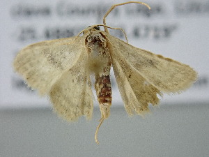  ( - BC_ZSM_Lep_122327)  @11 [ ] by-nc-sa (2025) SNSB, Staatliche Naturwissenschaftliche Sammlungen Bayerns ZSM (SNSB, Zoologische Staatssammlung Muenchen)