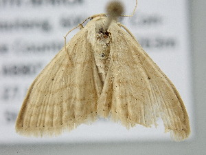  ( - BC_ZSM_Lep_122332)  @11 [ ] by-nc-sa (2025) SNSB, Staatliche Naturwissenschaftliche Sammlungen Bayerns ZSM (SNSB, Zoologische Staatssammlung Muenchen)