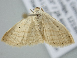  ( - BC_ZSM_Lep_122333)  @11 [ ] by-nc-sa (2025) SNSB, Staatliche Naturwissenschaftliche Sammlungen Bayerns ZSM (SNSB, Zoologische Staatssammlung Muenchen)