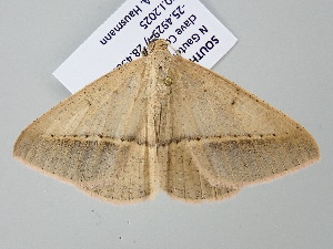  ( - BC_ZSM_Lep_122341)  @11 [ ] by-nc-sa (2025) SNSB, Staatliche Naturwissenschaftliche Sammlungen Bayerns ZSM (SNSB, Zoologische Staatssammlung Muenchen)