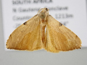  ( - BC_ZSM_Lep_122349)  @11 [ ] by-nc-sa (2025) SNSB, Staatliche Naturwissenschaftliche Sammlungen Bayerns ZSM (SNSB, Zoologische Staatssammlung Muenchen)