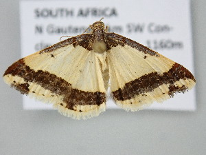  ( - BC_ZSM_Lep_122354)  @11 [ ] by-nc-sa (2025) SNSB, Staatliche Naturwissenschaftliche Sammlungen Bayerns ZSM (SNSB, Zoologische Staatssammlung Muenchen)