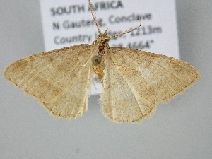  ( - BC_ZSM_Lep_122370)  @11 [ ] by-nc-sa (2025) SNSB, Staatliche Naturwissenschaftliche Sammlungen Bayerns ZSM (SNSB, Zoologische Staatssammlung Muenchen)