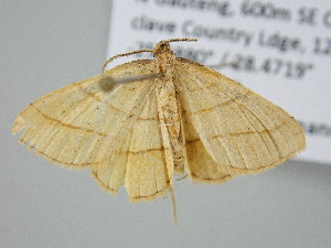  ( - BC_ZSM_Lep_122375)  @11 [ ] by-nc-sa (2025) SNSB, Staatliche Naturwissenschaftliche Sammlungen Bayerns ZSM (SNSB, Zoologische Staatssammlung Muenchen)