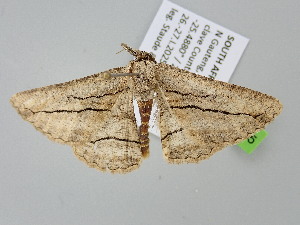  ( - BC_ZSM_Lep_122385)  @11 [ ] by-nc-sa (2025) SNSB, Staatliche Naturwissenschaftliche Sammlungen Bayerns ZSM (SNSB, Zoologische Staatssammlung Muenchen)