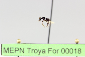  (Camponotus sp. 4 - MEPN Troya For 00018)  @11 [ ] Copyright (2012) Adrian Troya MEPN