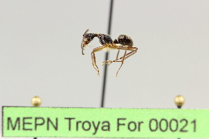  (Camponotus sp. 8 - MEPN Troya For 00021)  @11 [ ] Copyright (2012) Adrian Troya MEPN