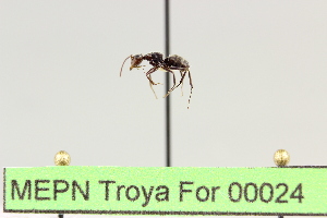 (Camponotus sp. 9 - MEPN Troya For 00024)  @12 [ ] Copyright (2012) Adrian Troya MEPN