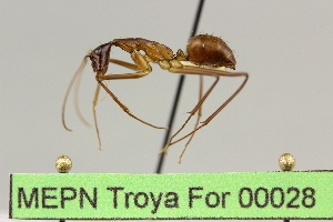  (Camponotus sp. 10 - MEPN Troya For 00028)  @14 [ ] Copyright (2012) Adrian Troya MEPN
