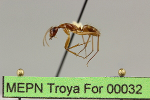  (Camponotus sp. 11 - MEPN Troya For 00032)  @11 [ ] Copyright (2012) Adrian Troya MEPN