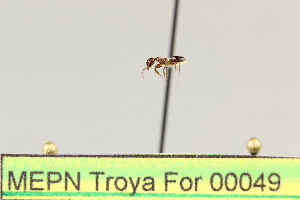  ( - MEPN Troya For 00049)  @11 [ ] Copyright (2012) Adrian Troya MEPN