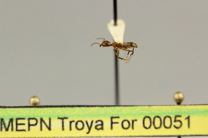  ( - MEPN Troya For 00051)  @11 [ ] Copyright (2012) Adrian Troya MEPN