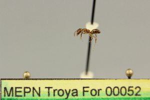  ( - MEPN Troya For 00052)  @11 [ ] Copyright (2012) Adrian Troya MEPN