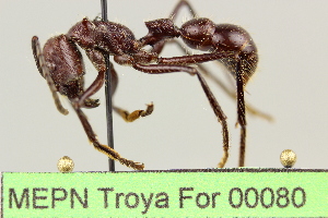  (Paraponerinae - MEPN Troya For 00080)  @15 [ ] Copyright (2012) Adrian Troya MEPN