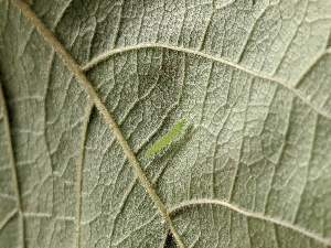  ( - HA_Cat1)  @11 [ ] CreativeCommons - Attribution Non-Commercial Share-Alike (2022) Unspecified USGS Pacific Island Ecosystems Research Center