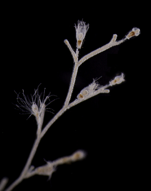  ( - NH0347)  @11 [ ] by-nc-sa (2021) Luis Martell University Museum of Bergen, Natural History Collections