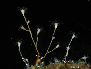  ( - NH0770)  @11 [ ] by-nc-sa (2021) Luis Martell University Museum of Bergen, Natural History Collections