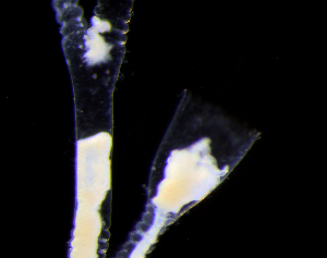  ( - NH0939)  @11 [ ] by-nc-sa (2022) Luis Martell University Museum of Bergen, Natural History Collections