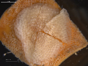  ( - NTNU-VM_82091)  @11 [ ] Creative Commons BY NC SA (2022) University of Bergen Natural History Collections