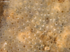  ( - NTNU-VM_83786)  @11 [ ] Creative Commons BY NC SA (2022) University of Bergen Natural History Collections