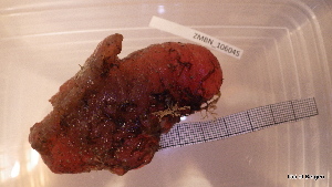  ( - ZMBN_106045)  @11 [ ] CreativeCommons - Attribution Non-Commercial Share-Alike (2019) University of Bergen Natural History Collections