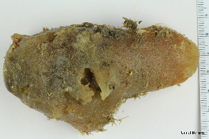  ( - ZMBN_130081)  @11 [ ] CreativeCommons - Attribution Non-Commercial Share-Alike (2019) University of Bergen Natural History Collections