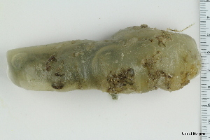  ( - ZMBN_130097)  @11 [ ] CreativeCommons - Attribution Non-Commercial Share-Alike (2019) University of Bergen Natural History Collections