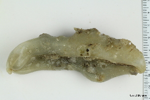  ( - ZMBN_130097)  @11 [ ] CreativeCommons - Attribution Non-Commercial Share-Alike (2019) University of Bergen Natural History Collections