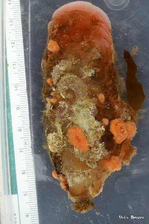  ( - ZMBN_130098)  @11 [ ] CreativeCommons - Attribution Non-Commercial Share-Alike (2019) University of Bergen Natural History Collections
