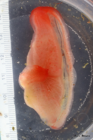  ( - ZMBN_130098)  @11 [ ] CreativeCommons - Attribution Non-Commercial Share-Alike (2019) University of Bergen Natural History Collections