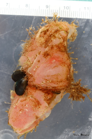  ( - ZMBN_130099)  @11 [ ] CreativeCommons - Attribution Non-Commercial Share-Alike (2019) University of Bergen Natural History Collections