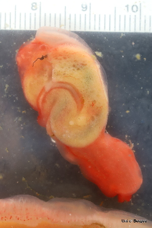 ( - ZMBN_130099)  @11 [ ] CreativeCommons - Attribution Non-Commercial Share-Alike (2019) University of Bergen Natural History Collections