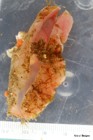  ( - ZMBN_130099)  @11 [ ] CreativeCommons - Attribution Non-Commercial Share-Alike (2019) University of Bergen Natural History Collections
