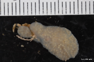  ( - ZMBN_130110)  @11 [ ] CreativeCommons - Attribution Non-Commercial Share-Alike (2019) University of Bergen Natural History Collections