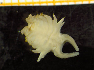  ( - ZMBN_130142)  @11 [ ] Creative Commons BY NC SA (2020) University of Bergen Natural History Collections