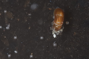  ( - ZMBN_130312)  @11 [ ] CreativeCommons - Attribution Non-Commercial Share-Alike (2019) University of Bergen Natural History Collections